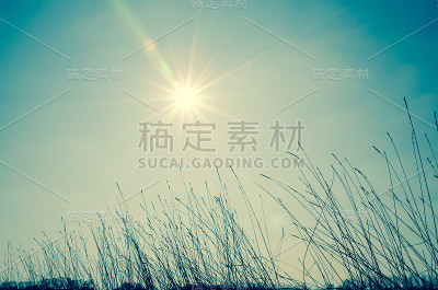 草和阳光