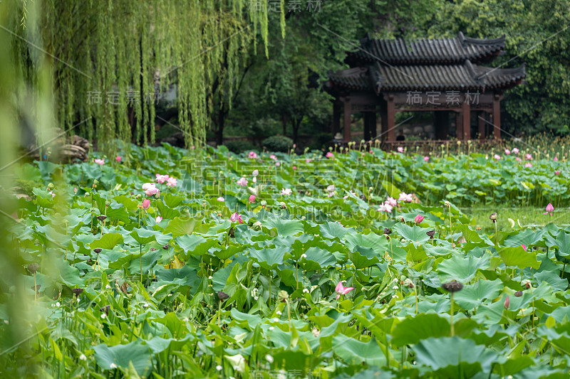 西安莲湖公园的莲花