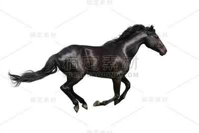 黑马跑