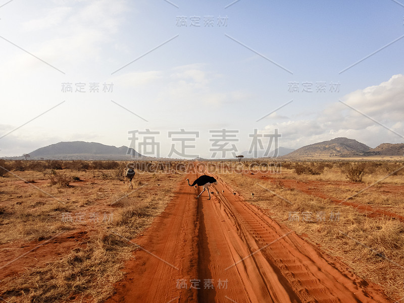 鸵鸟。非洲稀树草原景观。肯尼亚的野生自然。非洲东部