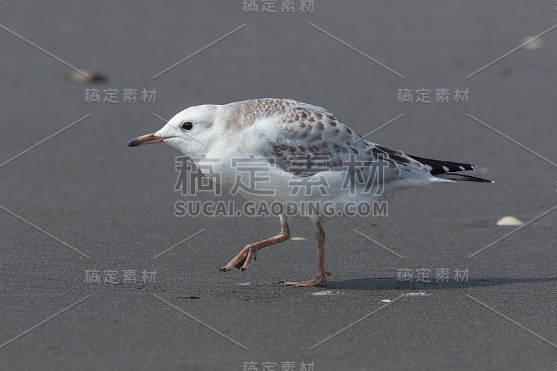 黑条鸥 - 克罗科塞帕卢斯布勒里