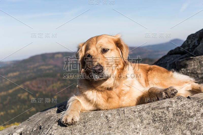 金毛猎犬在岩石上睡觉，选择性地集中在狗的鼻子上