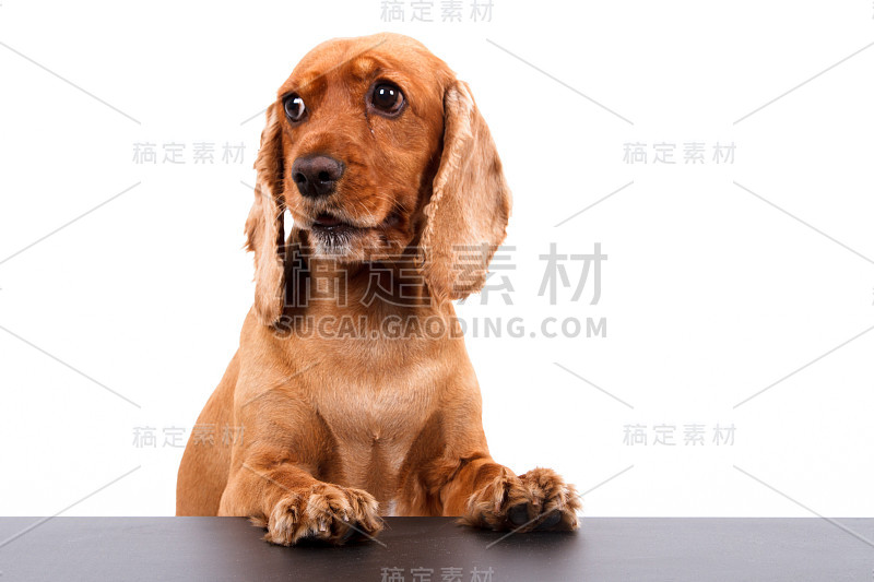 黑色桌子上的英国可卡犬