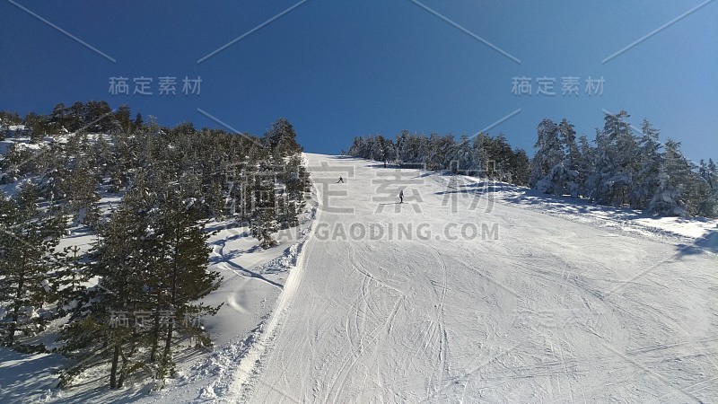 在一个阳光明媚的冬日，松树间的滑雪道