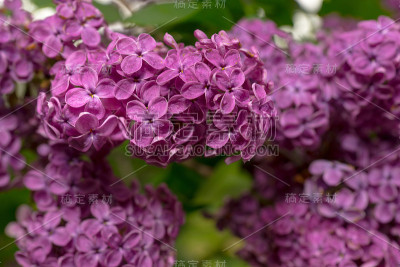 一个春天丁香花的特写
