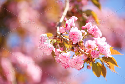 春天开花。美丽的粉红色花朵