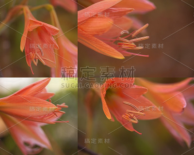 热带花卉。
