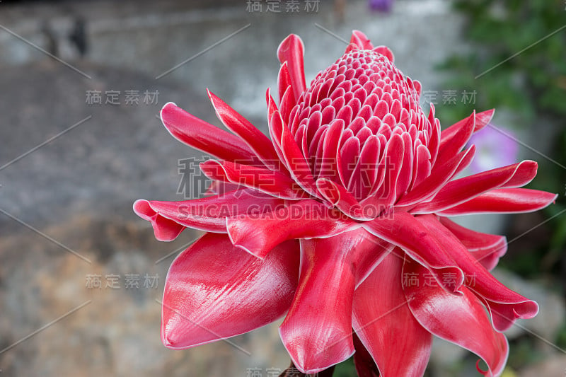 特写火炬手姜花，花园里的埃特林盖拉