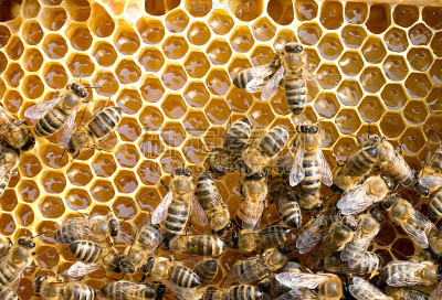 蜜蜂在honeycells