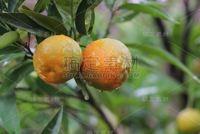 普通话果树
