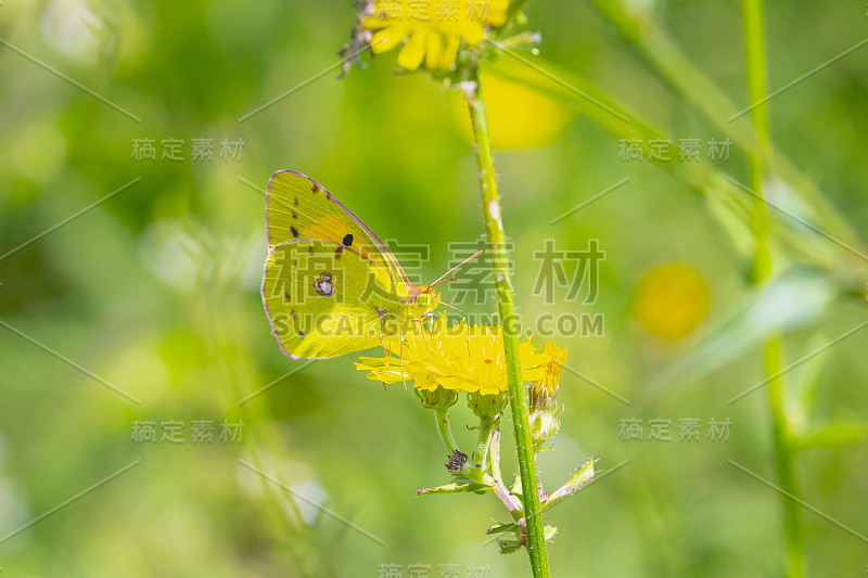 云黄、番红花、蝴蝶食花蜜