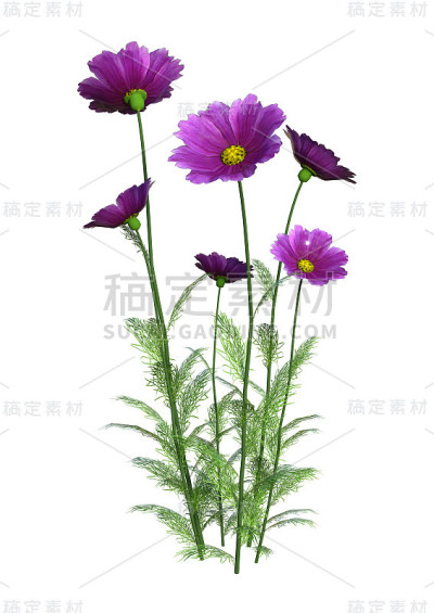 3D渲染宇宙花在白色
