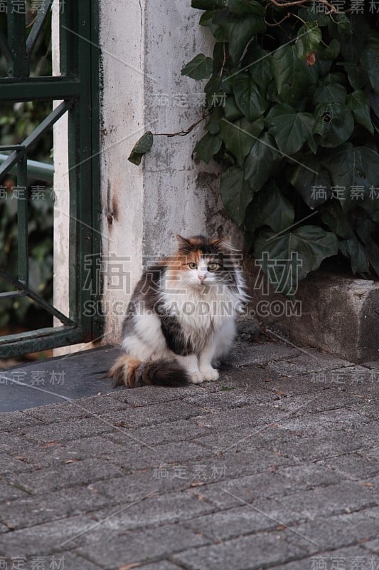 只流浪猫