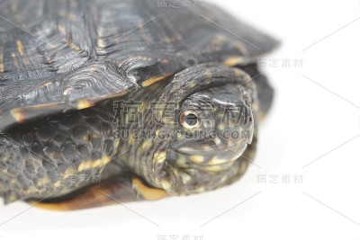 孤立的欧洲池塘龟