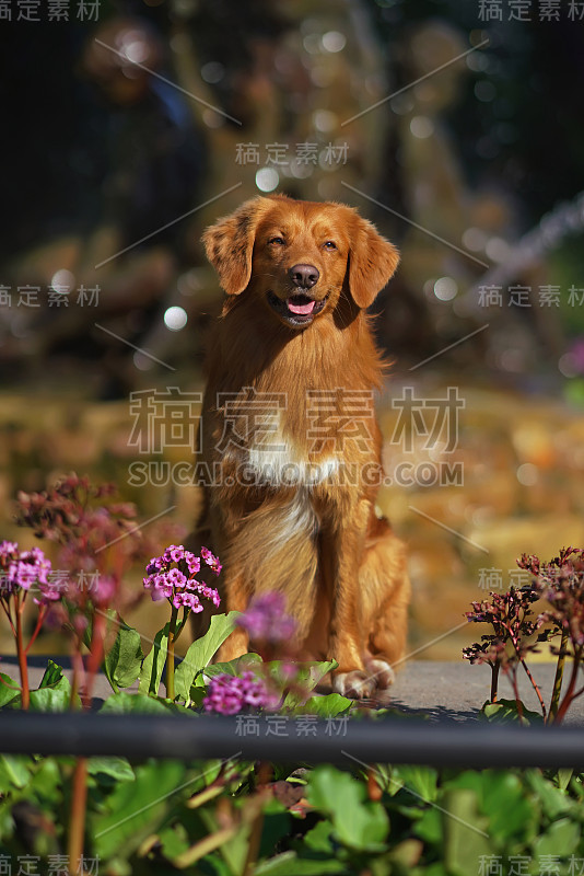 听话的新斯科舍省鸭子鸣叫寻回犬(鸣叫犬)摆姿势户外坐在喷泉附近的城市公园在春天