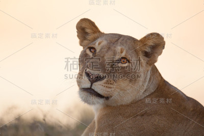 夕阳中的母狮