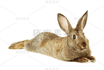 棕色兔子伸开四肢躺了下来