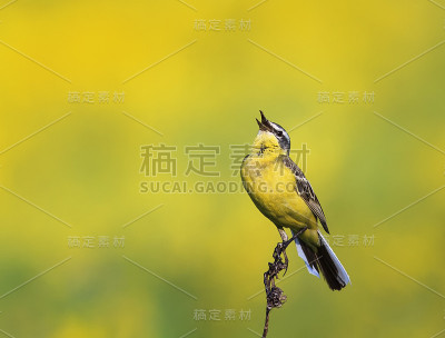 明亮的鸟是黄色的鹡鸰坐在夏日的阳光草地上唱歌