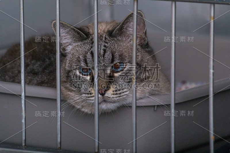 在兽医诊所的笼子里的猫