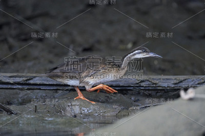 非洲鳍脚（波迪卡塞内加尔）