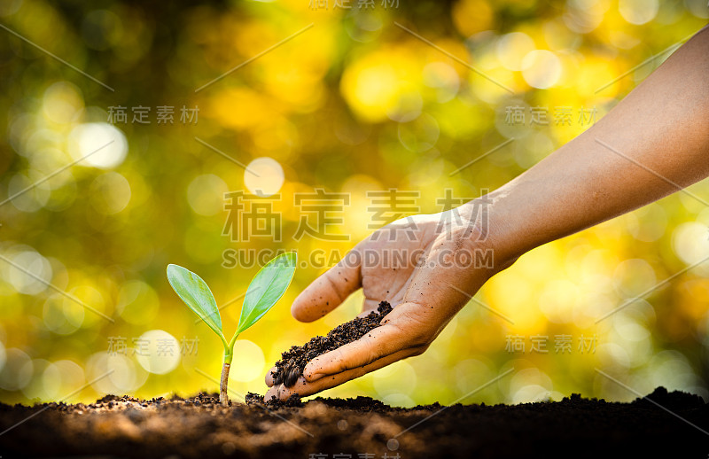 植树——双手给树以土壤，树木成行生长，背景金黄