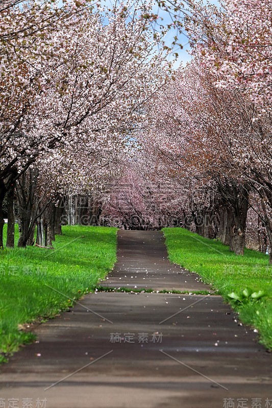 一排樱花树