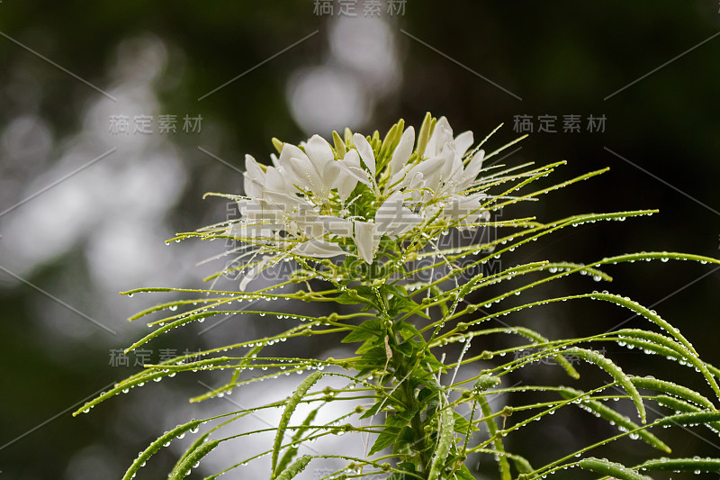 特写湿白蜘蛛植物花在弗雷泽山，马来西亚，东南亚