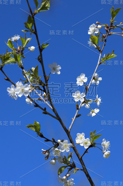 春天的樱花在一个阳光明媚的日子里盛开