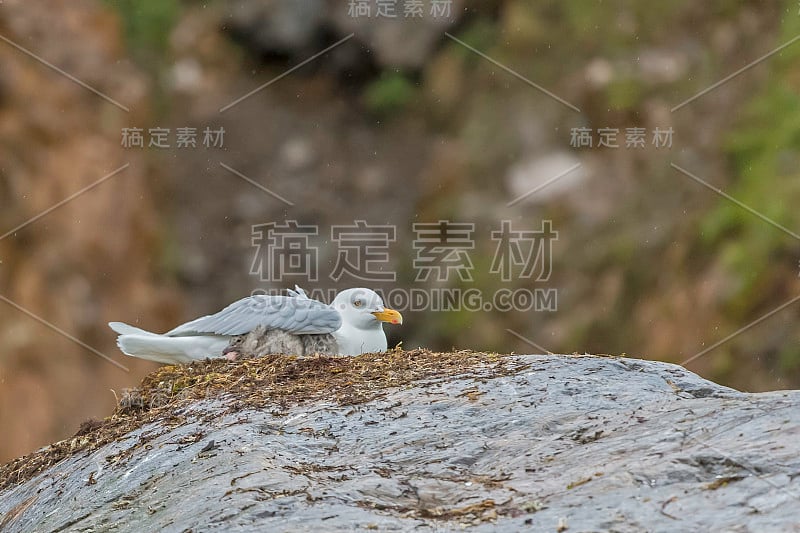 白鸥(Larus hyperboreus)是一种大型鸥，在北半球的北极地区繁殖。在斯瓦尔巴特群岛。