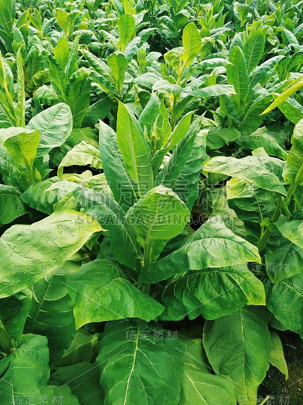 幼绿烟叶种植在烟草田间背景——烟叶植物在农业中生长。