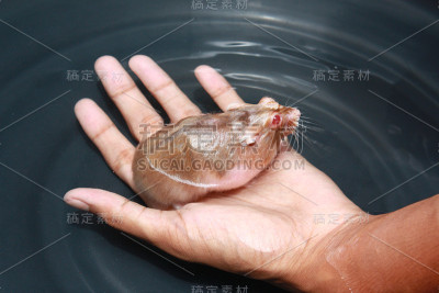 仓鼠