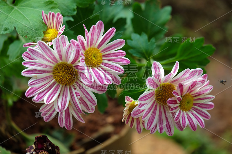 紫红色条纹的雏菊花黄、白