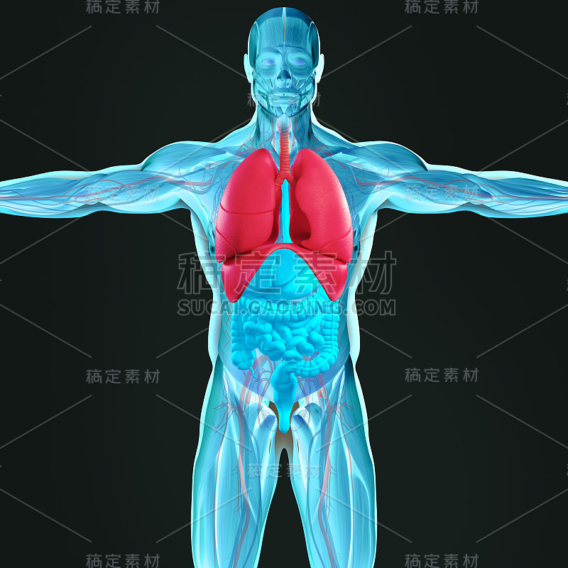 解剖学男性躯干前方显示肠道。充满活力的颜色。在黑暗的背景。