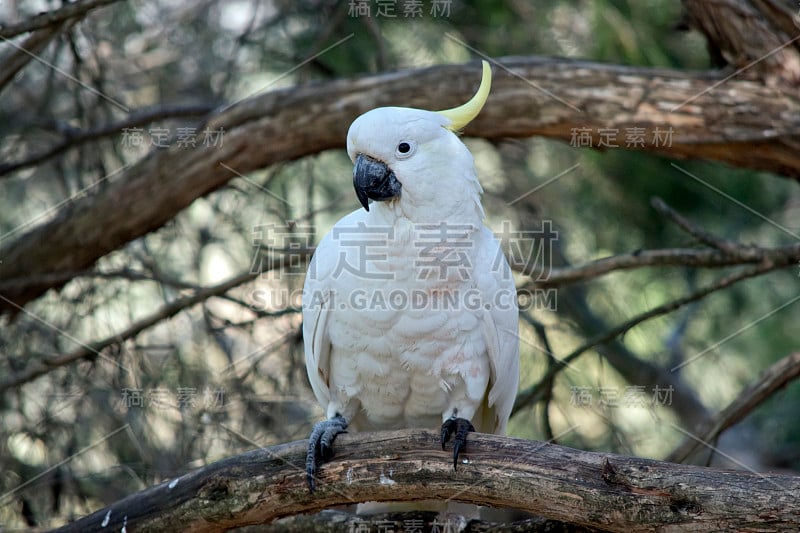 硫冠凤头鹦鹉栖息在一棵树上