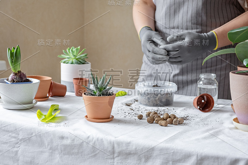 植物移植，土壤，盆，工具移植在桌子上。桌子上不同花盆里的各种植物。室内花园家居概念。