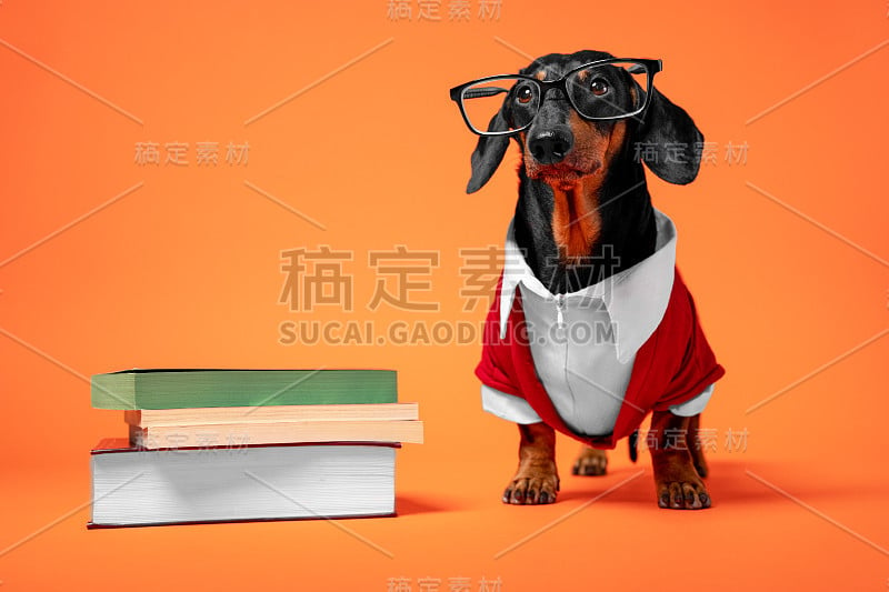 滑稽的黑棕相间的腊肠犬穿着红白相间的正式服装教授戴着眼镜，站在一堆橘黄色背景的书旁边。学习、教学或教