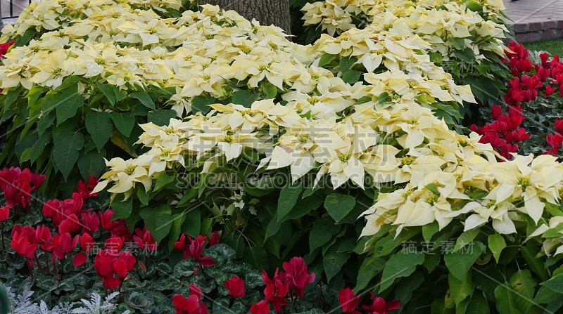 一品红和红花铺成的花园地毯