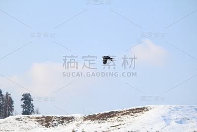 雪山上的小鸟
