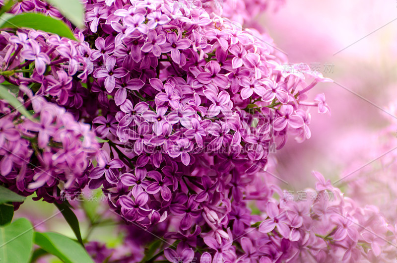 漂亮的紫丁香花。紫丁香春花的微距照片。