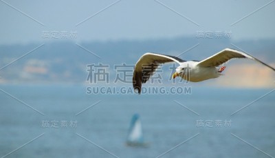 海鸥在水面上飞翔