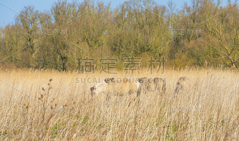 马在田野芦苇在自然公园在冬天的阳光