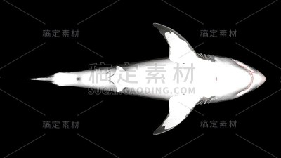 大白鲨被隔离。底角3D渲染