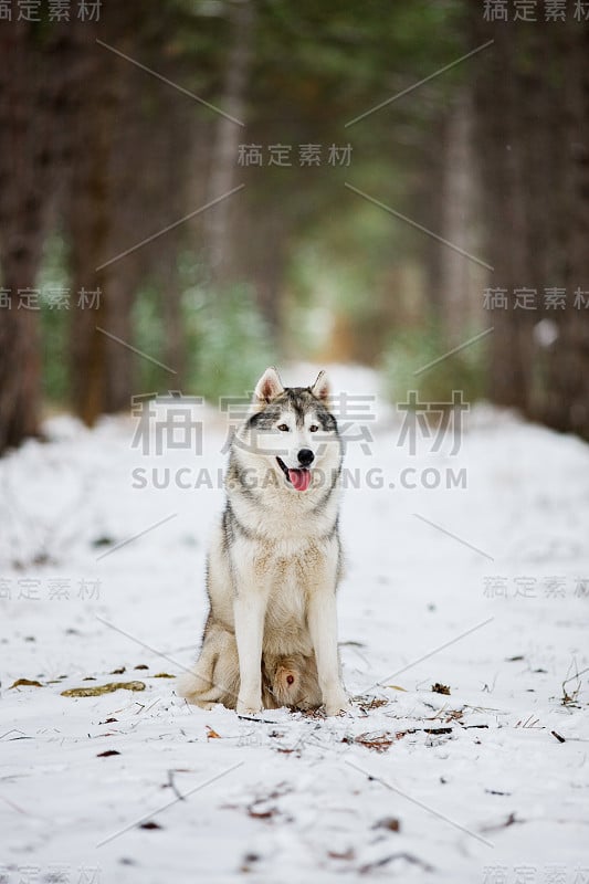 一个灰色的哈士奇坐在积雪的森林里的肖像。一只自然背景的狗。雪地里的狗。