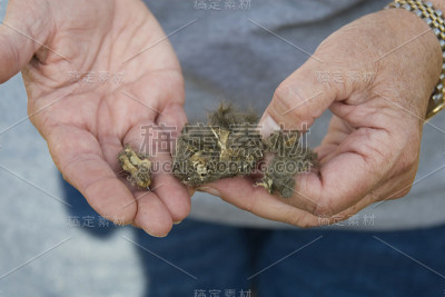 猫头鹰颗粒