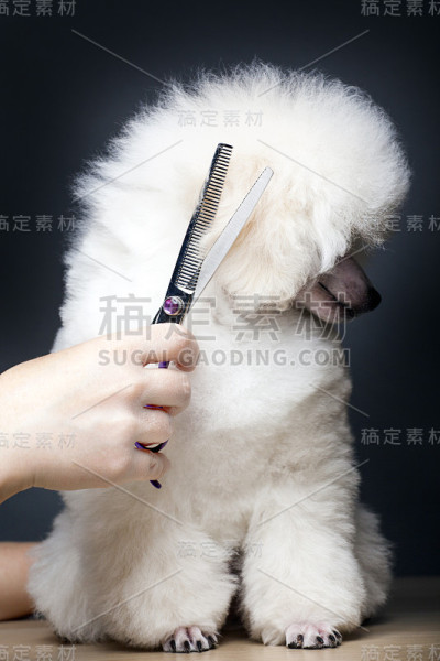 狗肖像毛刷手桌