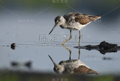 鹬
