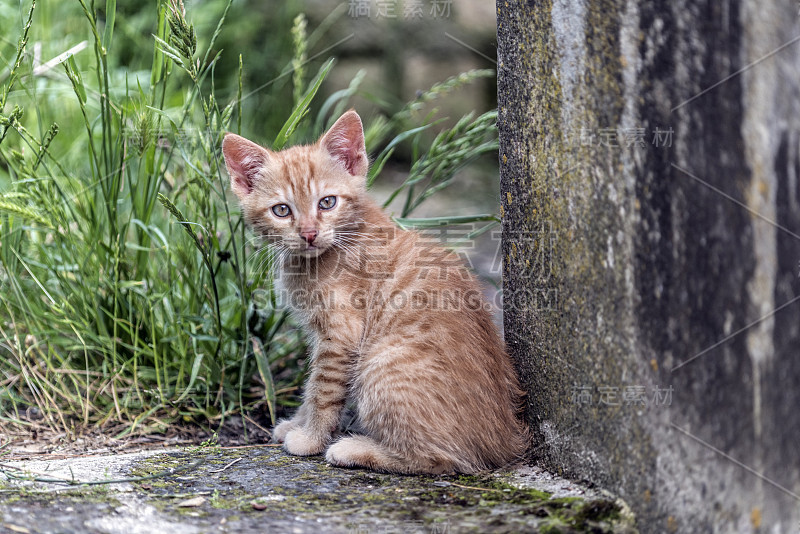 小红猫第一次体验