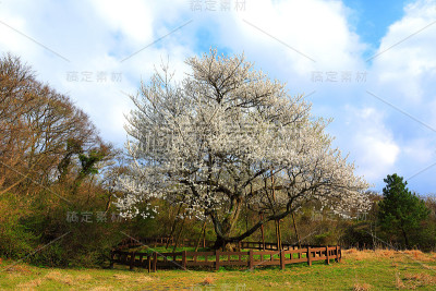 樱桃，樱桃，樱桃，本土的，