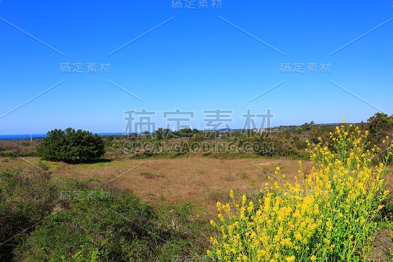 樱花、牧场、田野、樱花树、李子、油菜花、村庄、