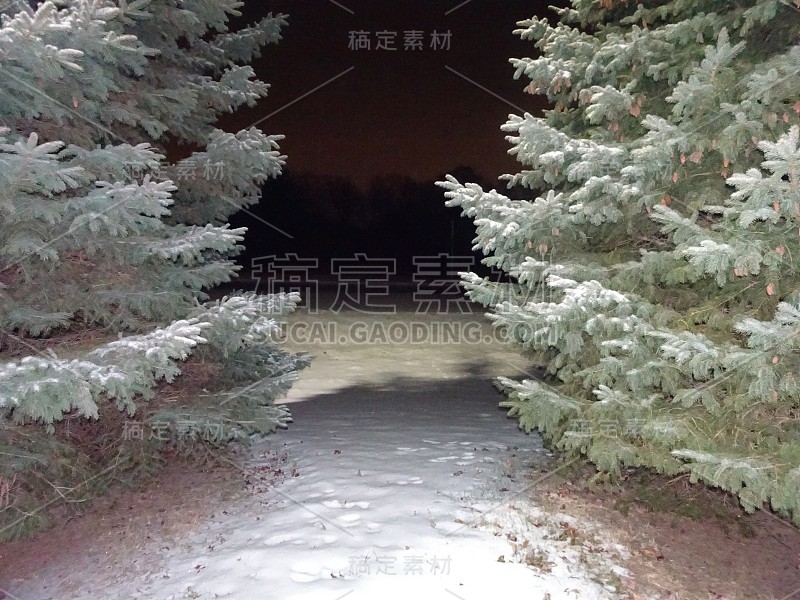 松树上的雪